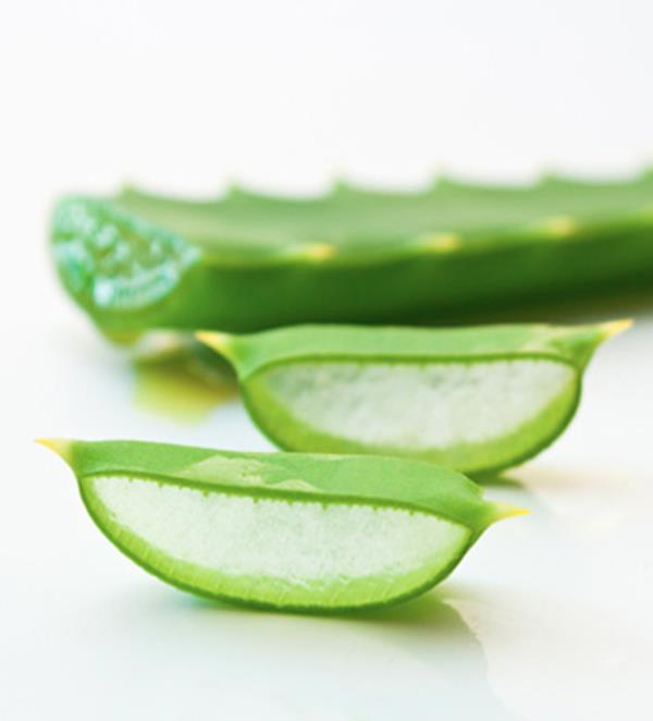 Dal sito ESI, un’immagine delle foglie della pianta di Aloe Vera, uno degli ambiti di specializzazione dell’azienda
